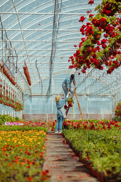温室花圃里的两名工人