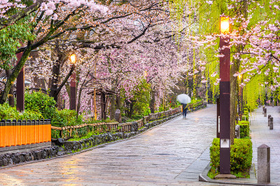 白川园，京都，日本的春天