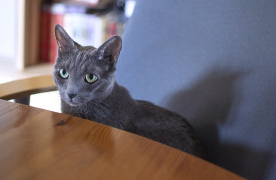 俄罗斯蓝猫正坐在一个家庭办公室的圆桌旁的椅子上