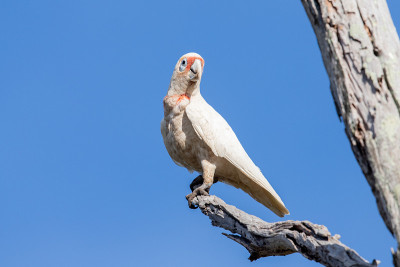长嘴Corella - Cacatua tenuirostris