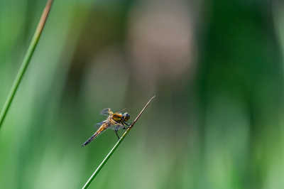 四斑点蜻蜓(Libellula quadrimaculata)在草的叶片上，很好的特写和细节。