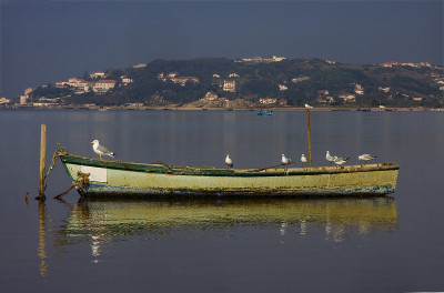 船上的海鸥