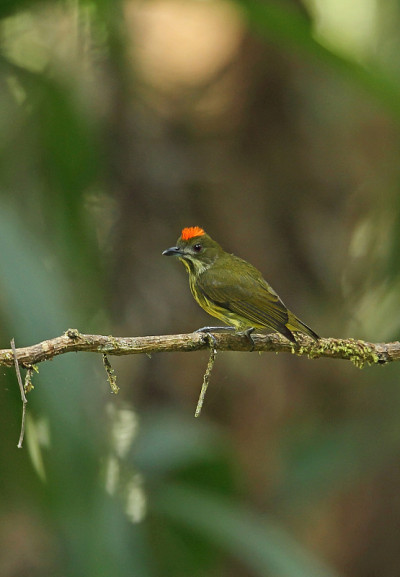Yellow-breasted Flowerpecker