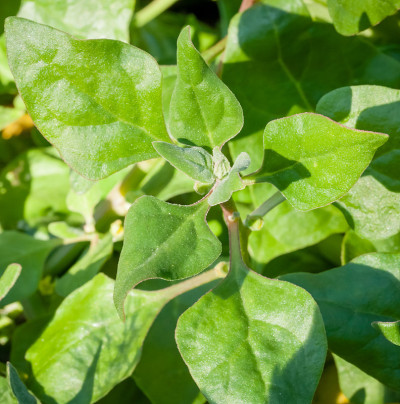 澳大利亚本土食用植物绿武士