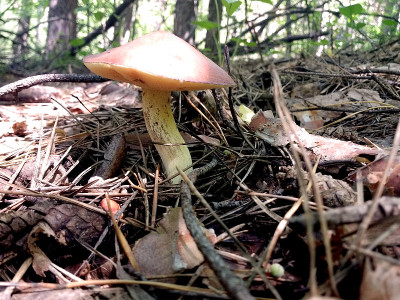 秋天的森林里，蘑菇长在一棵倒下的树桩上。