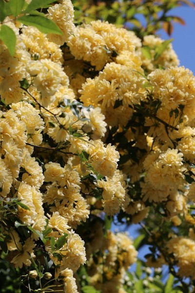 黄色花式而优雅的“木库巴拉Rosa banksiae (mokoubara)”枝头开满了盛开的花朵