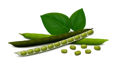 绿豆(绿豆)，叶和荚果分离在白色背景上