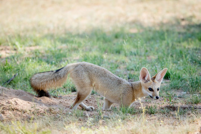站在卡拉加迪沙滩上的Cape fox。