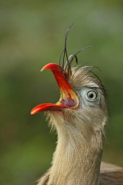 Red-legged Seriema