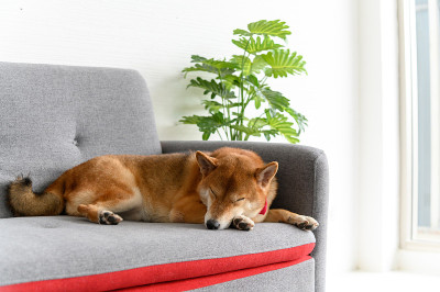 日本柴犬睡在客厅的沙发上。宠物情人的概念。动物肖像与复制空间