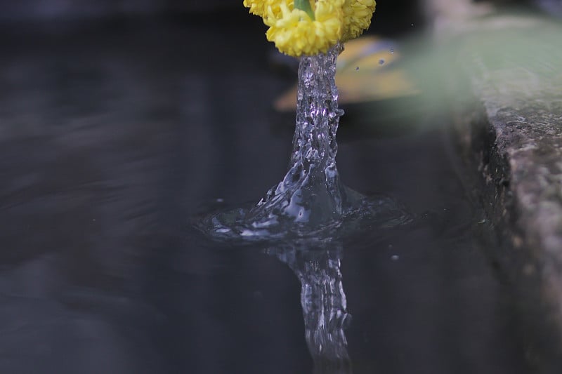 美丽的金盏花与水花旋转。万寿菊也叫万寿菊，墨西哥万寿菊，阿兹特克万寿菊，非洲万寿菊。