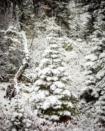 爱达荷州森林里覆盖着积雪的松树