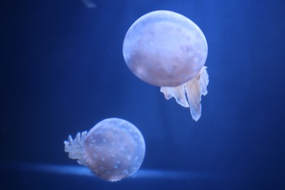 水母