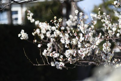 日本杏花盛开。