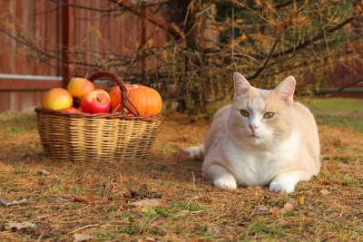 秋天公园里的一只猫。