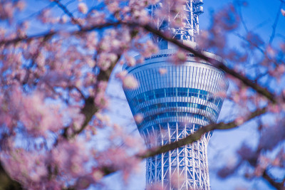 东京天空树和樱桃