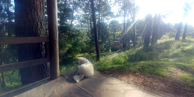 拉布拉多犬在树林里散步