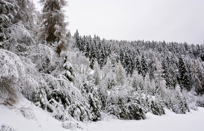 森林被新下的雪染白了