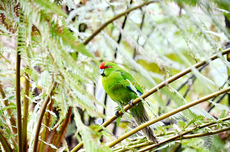 红冠长尾小鹦鹉，新西兰