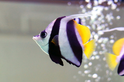 旗状珊瑚鱼，又称长鳍旗鱼、暗礁旗鱼或水族馆里的黄黑条纹马车夫鱼，原产于印度-太平洋地区。