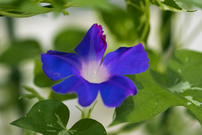 日本牵牛花，日本千叶县樱花市