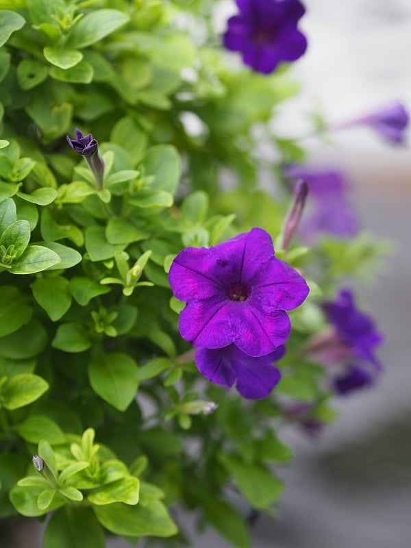 矮牵牛花，茄科，名紫色花束美丽的自然背景花为单花，形状为圆锥，长颈花，花瓣和次花瓣。这种花有5个裂片