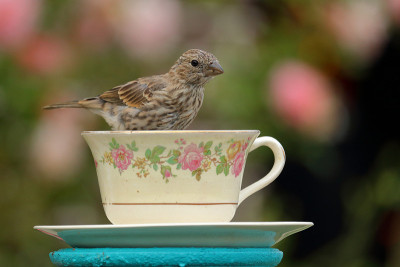 茶杯雀