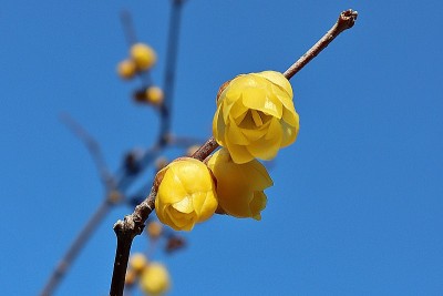 “蜡梅”像蜡像