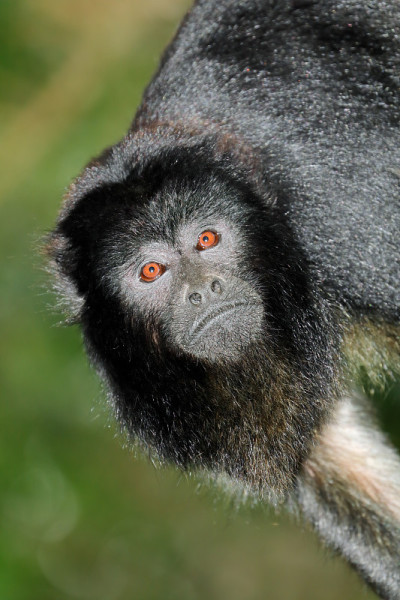 在自然栖息地的黑吼猴(Alouatta caraya)的肖像
