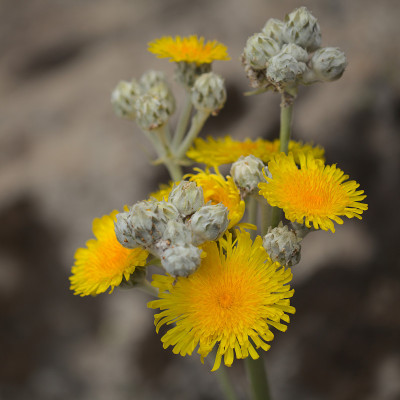 大加那利群岛的植物群- Sonchus acaulis，种下加那利群岛中部特有的蓟，自然的宏观花卉背
