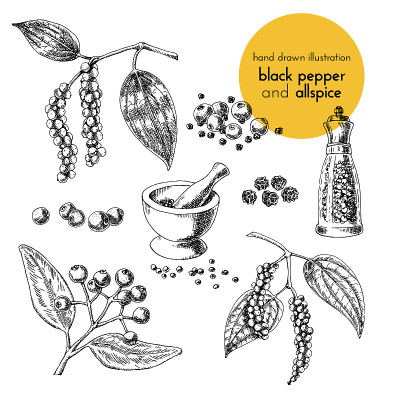 手绘的草药和香料矢量插图。Vintage图形设置插图的黑胡椒和多香果