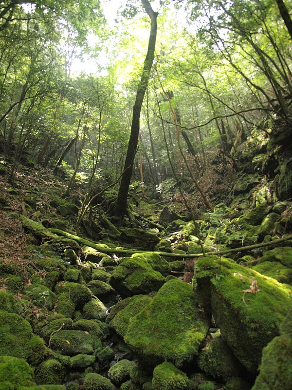 森林屋久/鹿儿岛,日本