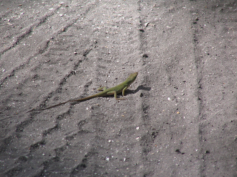 沙砾路上的Anole Lizard