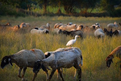 Bagula and Sheep in the farm at Morning, Kutch Guj