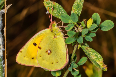 Colias hyale是一种淡黄色的蝴蝶，是粉蝶科的一种(也被称为黄色和白色)，在欧洲大部分地区和
