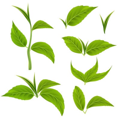 逼真的绿叶集。主题为生态、生物和健康饮食。茶或树叶