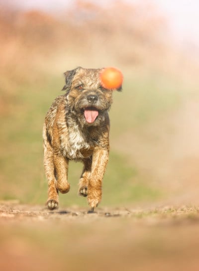 有趣疯狂的边境小猎犬小狗跳跃飞跑