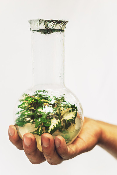 人手展示试管和克隆微型植物样本。生物技术实验室的概念