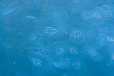 一群水母漂浮在水中