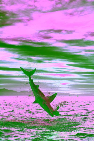 跳跃的大白鲨。天空backround日出。学名:Carcharodon carcharias。南非