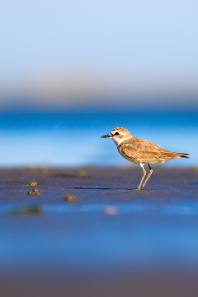 可爱的小水鸟。自然背景。常见的水鸟:肯特鸻。Charadrius alexandrinus。