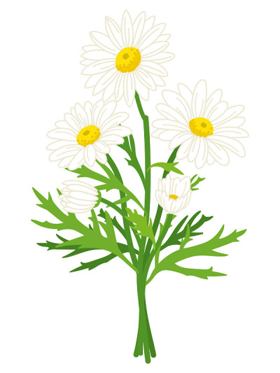 玛格丽特花插图。白色玛格丽特花束。