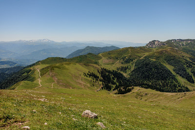 美丽的山峦和松林景观