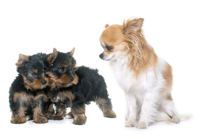 年轻的约克郡犬