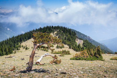 科罗拉多落基山脉山顶上的狐尾松