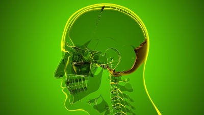 人类骨骼、头骨、枕骨解剖学的医学概念