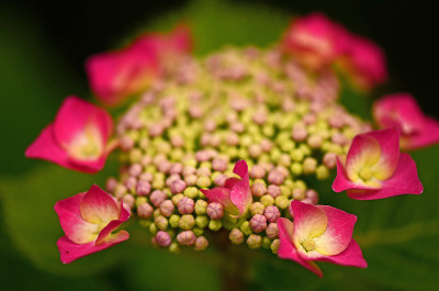 绣球花