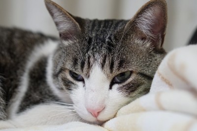 非常可爱的猫