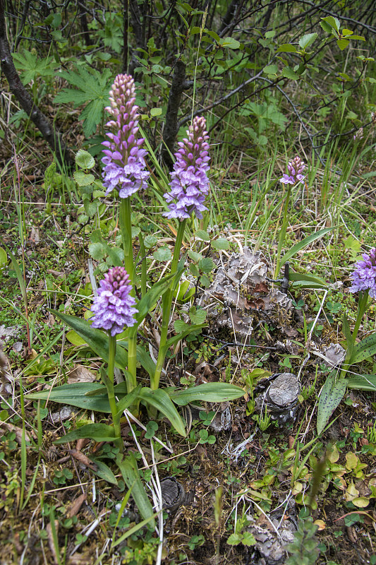 兰花在冰岛。花的斑点兰花，Dactylorhiza maculata徒步旅行在戈达兰在冰岛南部靠近克