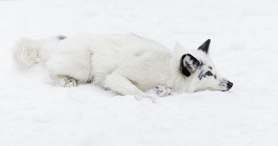 雪地里的白狐狸